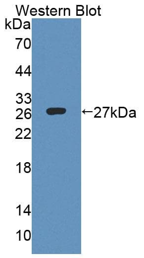 ENOX2 Antibody (aa1-207)