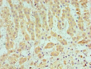 SERPINA10 / PZI Antibody (aa165-444)