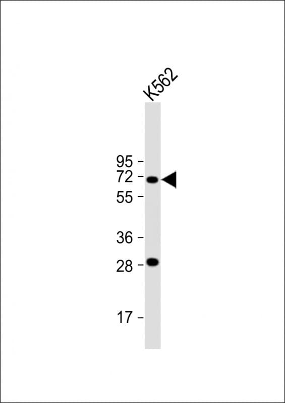 Polyclonal Rabbit anti-Human STT3A / ITM1 Antibody (Internal, WB)
