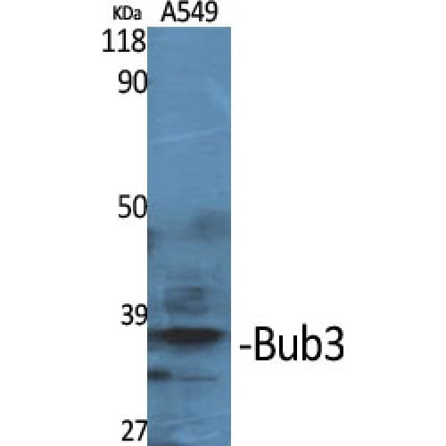 BUB3 Antibody (260-340 aa, C-terminal)