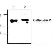 IHC-plus™ CTSV / Cathepsin V Antibody