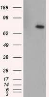 Monoclonal Mouse anti-Human RIP1 / RALBP1 Antibody (clone OTI2A6, IHC, IF, WB)