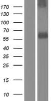 Human SPRED2 Protein (Over-Expression Lysate Myc-DDK (Flag))