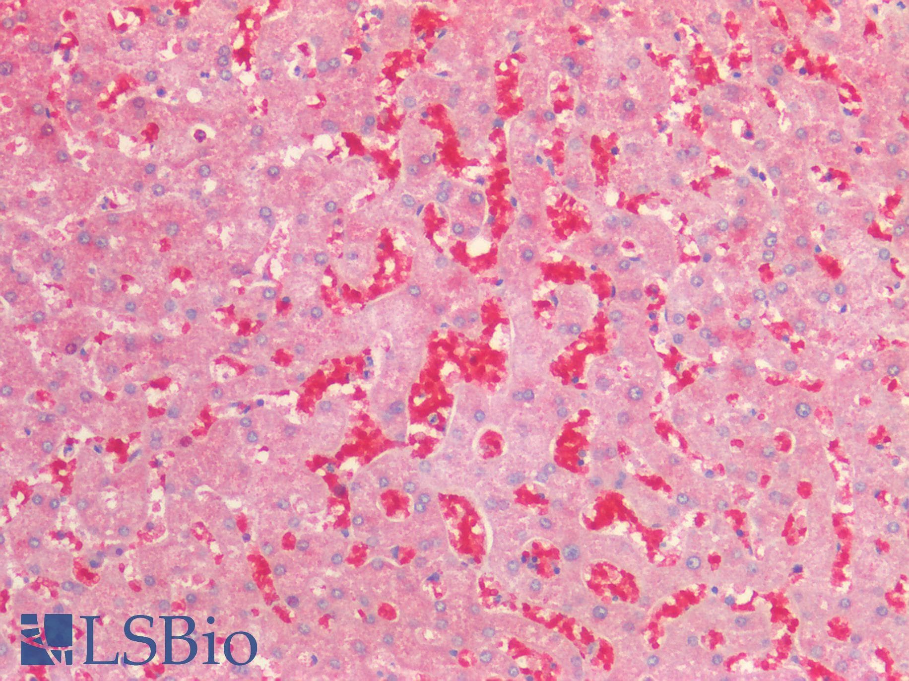 IHC-plus™ Alpha-Fetoprotein Antibody (aa68-82)