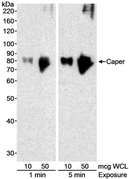 RBM39 Antibody (aa325-375)