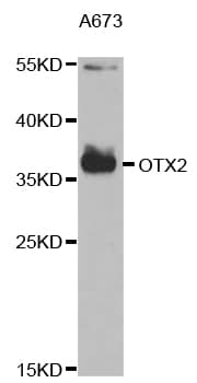 OTX2 Antibody
