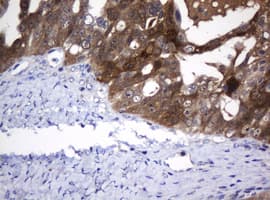 DDT / Dopamine Tautomerase Antibody (clone OTI1B1)