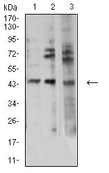 AURKA / Aurora-A Antibody (aa268-404, clone 4H5A8)
