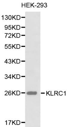KLRC1 / NKG2A / CD159a Antibody