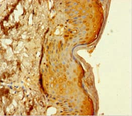 Polyclonal Rabbit anti-Human MAML1 Antibody (IHC)