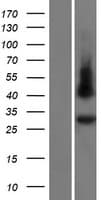 GJC3 / GJE1 Protein (Over-Expression Lysate Myc-DDK (Flag))