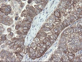 VBP1 Antibody (clone OTI2E6)