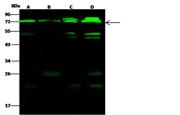 Polyclonal Rabbit anti-Human CPSF6 Antibody (Preservative Free, IHC, IF, WB)
