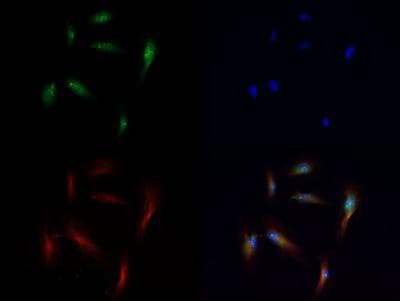 Polyclonal Rabbit anti-Human HIST3H3 Antibody (Me-Lys56, IHC, IF, WB)