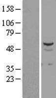 STK38L / NDR2 Protein (Over-Expression Lysate Myc-DDK (Flag))
