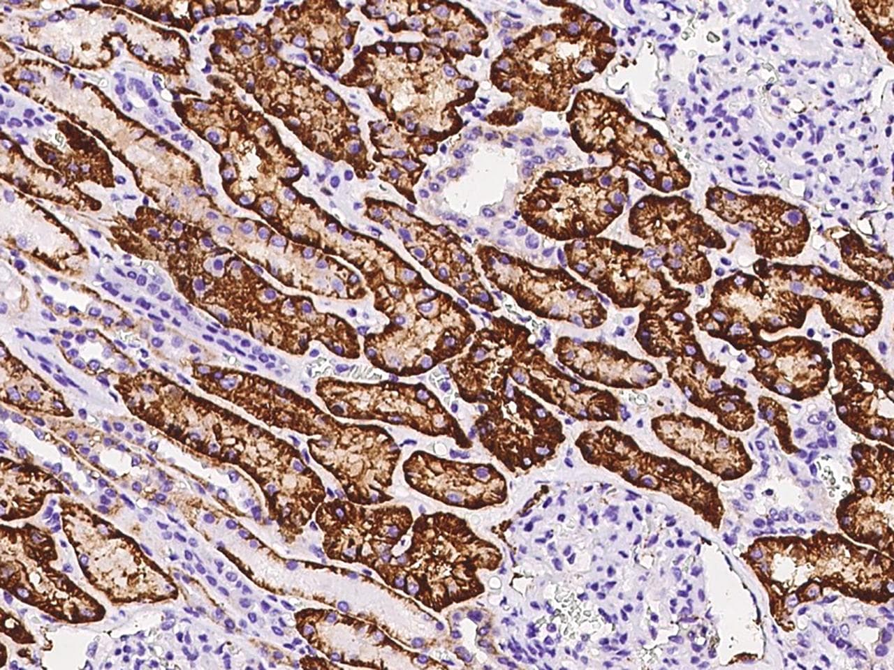 CD98 Antibody (Preservative Free)