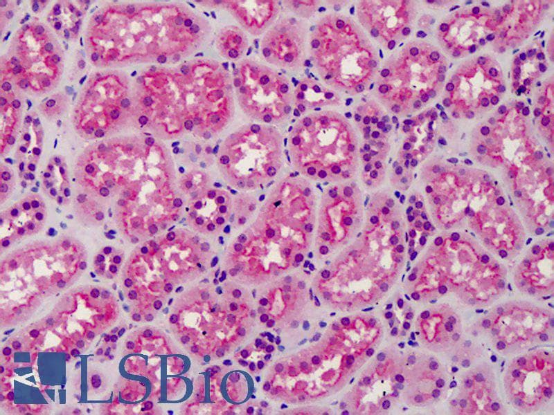 IHC-plus™ Monoclonal Mouse anti-Xenopus GSK3 Alpha+Beta Antibody (IHC, WB)