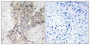 IHC-plus™ Polyclonal Rabbit anti-Human B3GALTL Antibody (aa449-498, IHC, WB)