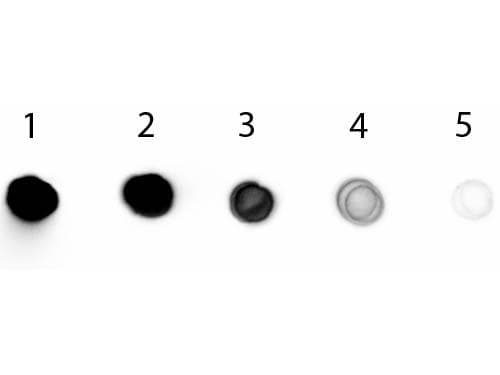 Polyclonal Rabbit Anti-Chicken IgY Fab'2 Secondary Antibody (AP, IHC, WB)