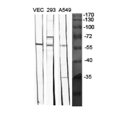BMP5 Antibody (aa317-350)