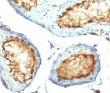 Monoclonal Mouse anti-Human Mitochondria Antibody (clone 113-1, Ready-to-Use, IHC, IF, WB)
