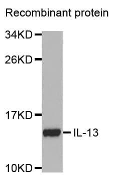 IL13 Antibody