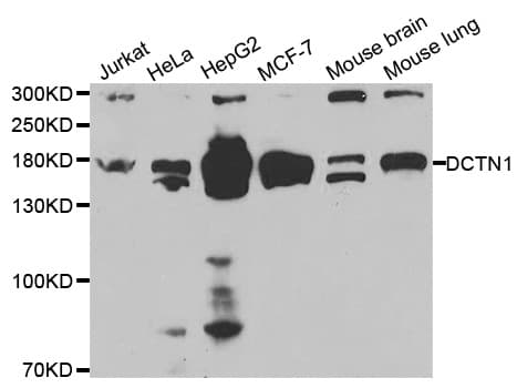 DCTN1 / Dynactin 1 Antibody