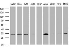 PCNA Antibody (clone OTI4A2, Carrier-free)