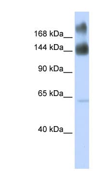 KTN1 / Kinectin Antibody (aa972-1021)