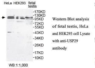 USP29 Antibody (aa15-215)