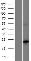 MBD3L5 Protein (Over-Expression Lysate Myc-DDK (Flag))