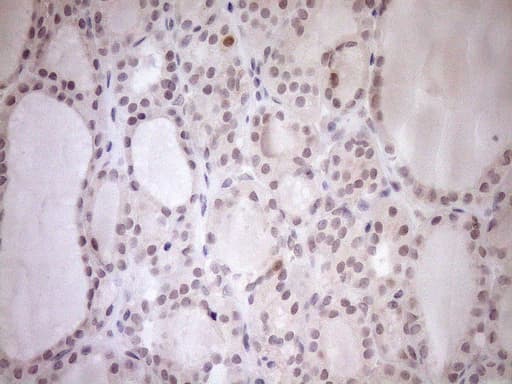 PARG Antibody (aa1-367, clone OTI6F4)