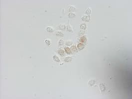 BrdU Antibody (clone 3A4)
