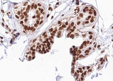 RACGAP1 / MGCRACGAP Antibody (phospho-Ser387)