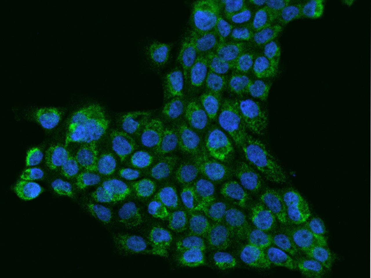 VISA / MAVS Antibody