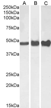 PathPlus™ GFAP Antibody (aa417-430)
