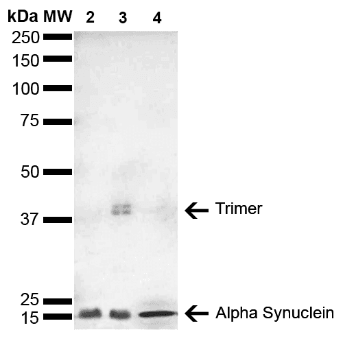 SNCA / Alpha-Synuclein Antibody (clone 4F1, FITC)