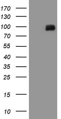 MALT1 Antibody (clone OTI4C3)