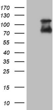 Nor-1 / NR4A3 Antibody (aa332-626, clone OTI1C1)