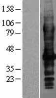 SLC7A8 / LAT2 Protein (Over-Expression Lysate Myc-DDK (Flag))