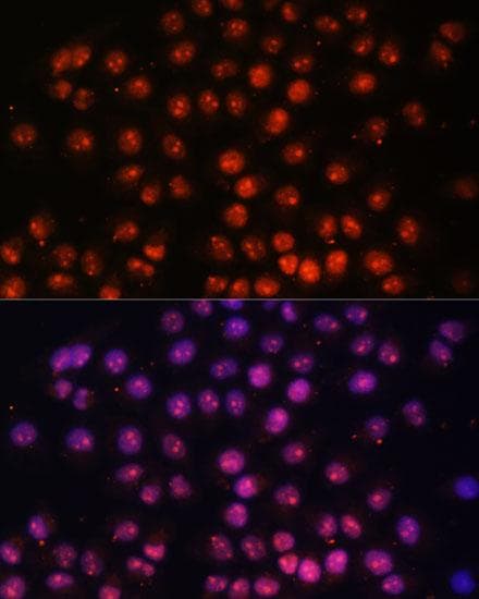 TFEB Antibody