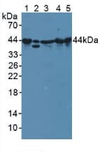 PPID / Cyclophilin D Antibody (aa9-189, APC)