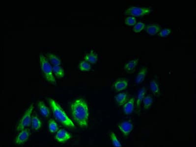 Polyclonal Rabbit anti-Human KCNS2 Antibody (WB)