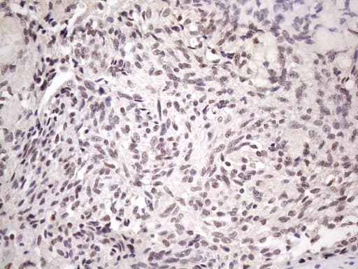 Monoclonal Mouse anti-Human SRSF9 / SFRS9 Antibody (clone OTI7F2, IHC, WB)
