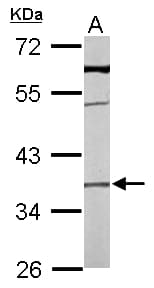 TMEM59 Antibody (aa16-311)