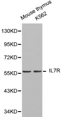 IHC-plus™ IL7R / CD127 Antibody
