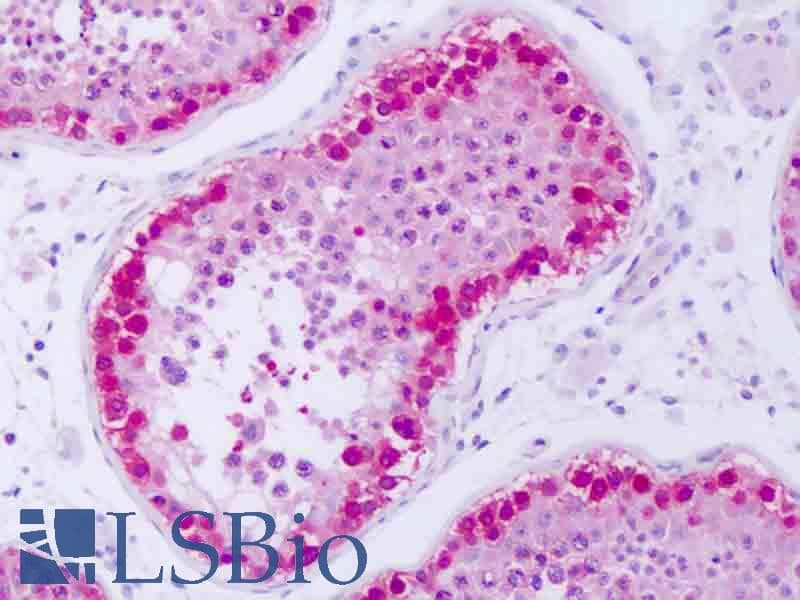 IHC-plus™ BAG6 / G3 / Scythe Antibody (C-Terminus)