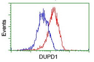 DUPD1 Antibody (clone OTI7E4)