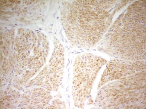 PAPSS2 Antibody (aa1-247, clone OTI7E8)