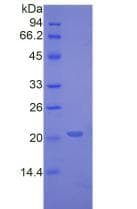 Pig TNF Alpha Protein (Recombinant His-T7)